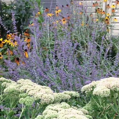 20 pcs Blauraute pflanze winterhart samen - hochbeete für garten,Perovskia abrotanoides, bienenwiese saatgut mehrjährig winterhart pflanztopf wildflower summer wildblumensamen topfpflanzen