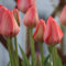 10 pcs tulpenzwiebeln winterhart mehrjährig, Wildtulpen Zwiebeln, blumen pflanzen topfpflanzen echt tulip tulpenzwiebeln kaufen - Tulipa gesneriana - deko wohnzimmer, hydrokultur pflanzen