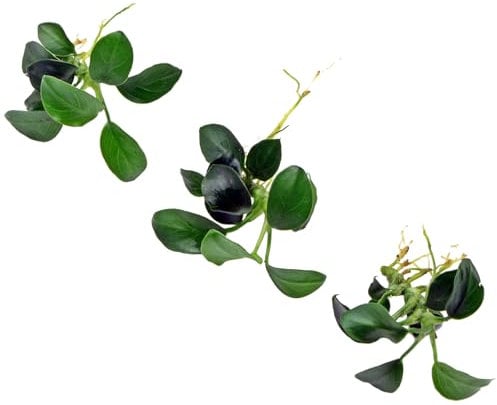 3 Anubias Nana Petite Live Aquarium Plants Aquascaping Fish Tank Plant K2AQUA