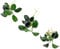3 Anubias Nana Petite Live Aquarium Plants Aquascaping Fish Tank Plant K2AQUA