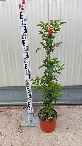 Pianta Bignonia Capensis