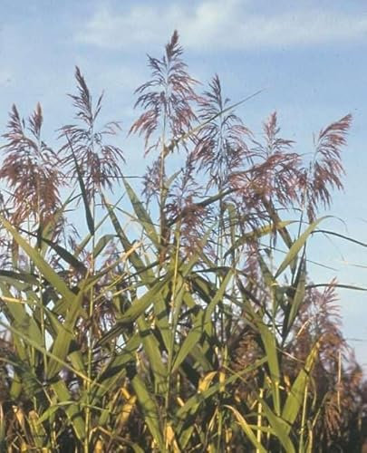 Lincolnshire Pond Plants Ltd - Marginal Aquatic Pond Plant - (Phragmites Australis) - 1Ltr Potted