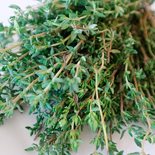Semillas de Tomillo Natural para Hacer Plantas Comestibles para Cocinar