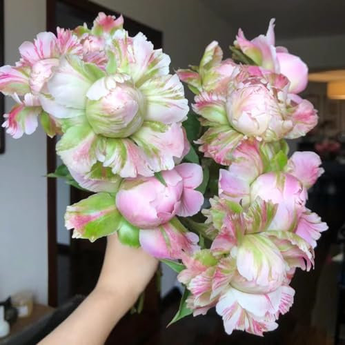 2 pz Bulbi di peonie resistenti, bulbi di peonie regali insoliti, serre da balcone peonia (Paeonia suffruticosa) piante perenni resistenti alla copertura del terreno, giardino fiorito