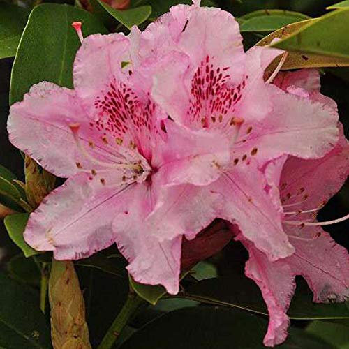 Rhododendron 'Albert Schweitzer' 40-50 cm Topf - Rosa Blüten und kompakter Wuchs