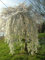 Shopmeeko 20pcs / Sac Fontaine Cerisier pleureur, Famille Bricolage Arbuste à Feuilles de Cerisier, Jardin Plante ornementale Bonsaï: 5
