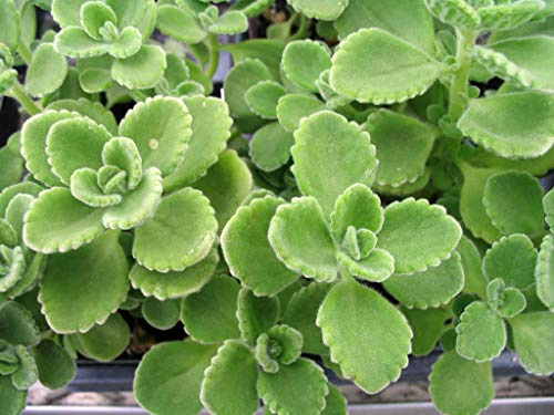 2 Cuban Oregano~Mexican Mint~Spanish Thyme~Well Rooted 5 to 10 Inches