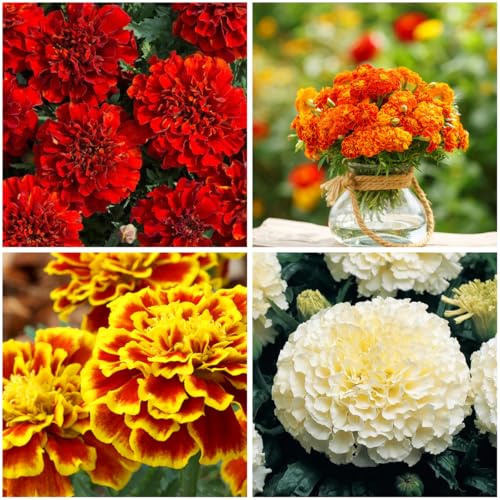 Mixrug 507+ Mixed Spray Mum Seeds for Planting-Perennial Chrysanthemum Seeds-Cut Flower Mums Fall Flowers for Patio & Borders,Cold Hardy & Deer Resistant Assorted Colors Outdoor