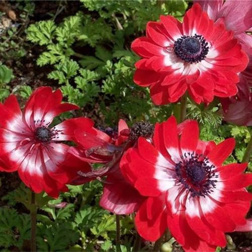 Anemonen Zwiebeln,Winterhart Mehrjährig,Staude, Frühlingsblüher, winterharte Blumenzwiebeln,duftend,blumenzwiebeln frühblüher winterhart(keine Samen,nicht künstlich)-25zwiebeln-D