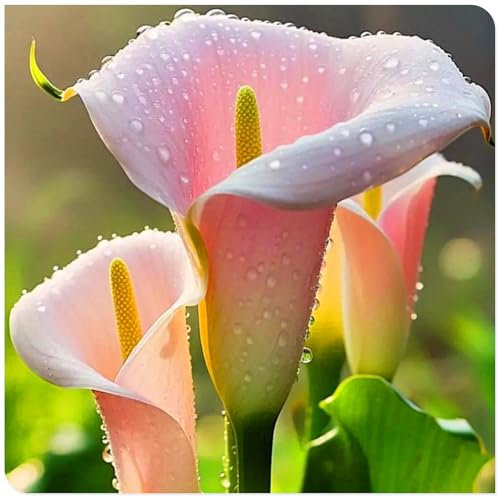 Calla-Lilienzwiebeln – mehrjährige winterharte Zwiebelpflanzen – elegante Blüten, frische Gartendekoration nach Wahl-8zwiebeln-A