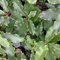 Glanzmispel 'Curly Fantasy' ('Kolcurl') - Photinia Fraseri Curly Fantasy - 40-60 cm Topf - Wellenförmig gelappte Blätter