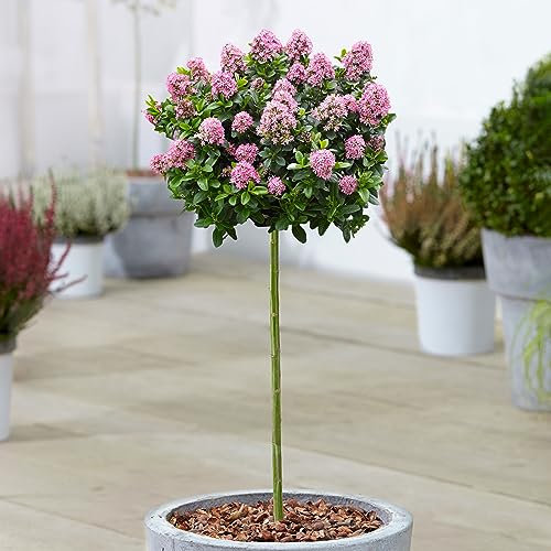 Escallonia Pink Elle Patio Tree - Plants Outdoor Garden Ready - Outdoor Plants All Year Round - Front Door Plant - Small Trees for Garden - Evergreen Plant (70-80cm Incl. Pot)