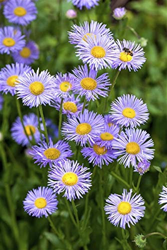 Garten-Kissen-Aster Aster dumosus, hellblau Staude im Topf gewachsen