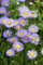Garten-Kissen-Aster Aster dumosus, hellblau Staude im Topf gewachsen