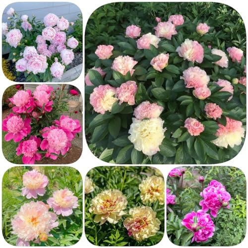 6 pz Bulbi di peonie resistenti, bulbi di peonie fiori per balconi, piante resistenti all'esterno peonia (Paeonia suffruticosa) Bulbi da fiore perenni, resistenti e sostenibili regali
