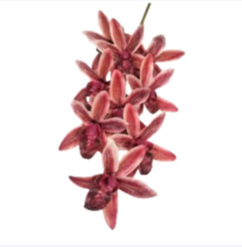 JOYKOL Orchidea artificiale in lattice Cymbidium, farfalla Phalaenopsis per matrimonio (rosso, 1 pezzo)
