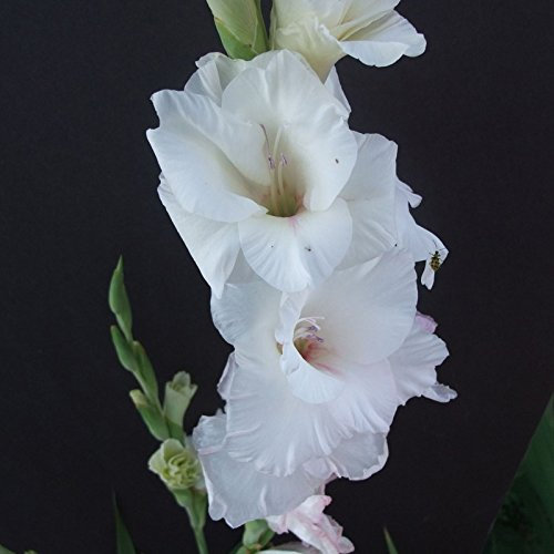Schöne Weiße Gladiole Samen Grünpflanzen Blumensamen Topfblumen Orchideen Samen Für Zuhause & Amp; Garten 100 Stück