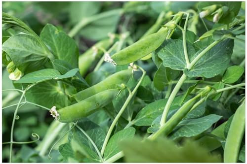PREMIER SEEDS DIRECT - PEA - SUGAR SNAP PEA - DELIKETT - 250 SEEDS