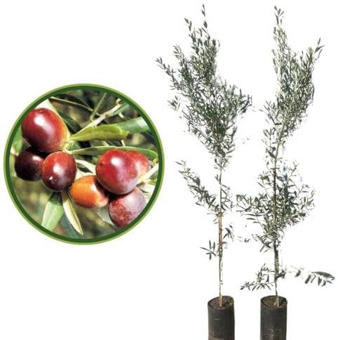 Vivaio Garden Forest Pianta di Ulivo Carolea, Pianta reale, Olive, Olio, Calabria, Impollinatori, Polpa, Piante da Olio, Maturazione scalare, Pianta vaso, H170CM