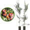 Vivaio Garden Forest Pianta di Ulivo Carolea, Pianta reale, Olive, Olio, Calabria, Impollinatori, Polpa, Piante da Olio, Maturazione scalare, Pianta vaso, H170CM
