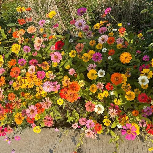 semi di fiori di campo resistenti - seminare semi di fiori di campo perenni Piante Da Giardino Piante Invernali Per Giardino vecchie varietà semi di semi di fiori per gli amanti 100pcs