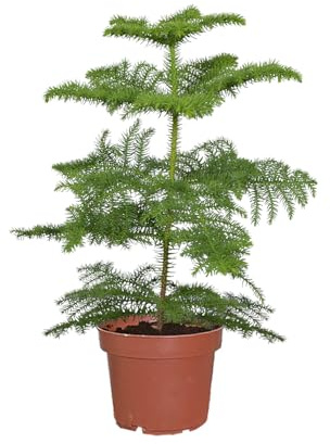 Zimmer Tanne echt 60-70 cm - Zimmertanne Araucaria heterophylla - als winterliche Zimmerdeko, ungiftig & pflegeleicht, heller Standort - Green Me Up