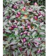 Filius Blue Chili 10 Samen >Violett-Blaue-Mini-Chili< Super Ertrag -