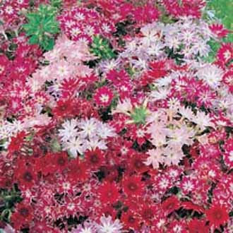 2018 100 Pz Phlox s, Phlox Phlox Semi s Bonsai Seeds 10 Colori in Vaso Giardino Domestico di DIY