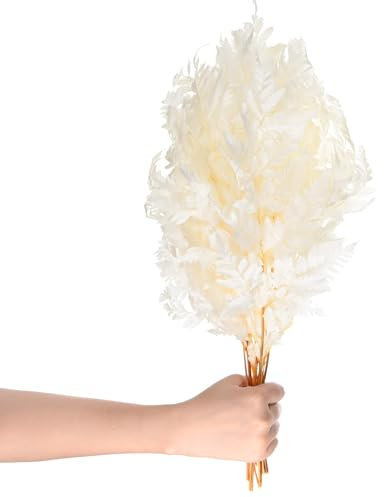 M METERXITY 10 Stück Farn, 15 Natürliche getrocknete Grünpflanzen mit Stielen für Hochzeitsgirlandensträuße / Heimparty / DIY-Handwerksdekorationen, getrocknete Pflanzen [Weiß]