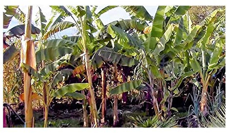 Stk - 10x Musa cheesmani Cheesmans Banane Garten Pflanzen - Samen ID130 - Seeds & Plants Shop by Ipsa