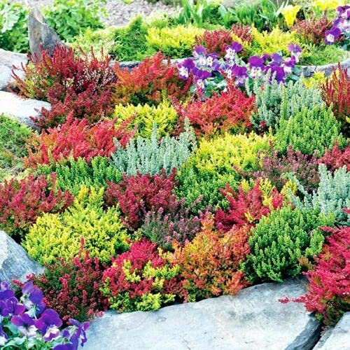 Meredith Nurseries 12 Mixed Heathers CALLUNA & Erica Varieties Colourful Flowering Plants