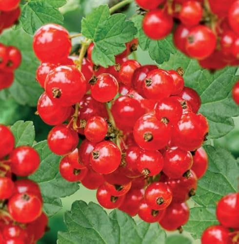 PIANTA DI RIBES ROSSO JONKHEER VAN TETS® 100% BIOLOGICO (1 pianta)