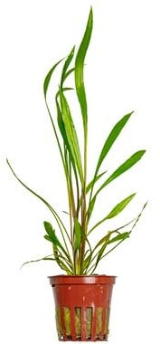 Cryptocoryne spiralis 'Red' - *Top Rarity* x1 Bunch - Aquatic Plants for Aquariums