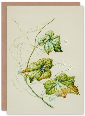 Artery8 Sarah Featon Art Card New Zealand Sicyos Australis Mawhai Plant