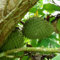 Annona Muricata - Soursop/Pawpaw - seltene tropische Pflanze Baum Samen (10)