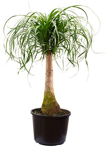 Beaucarnea - Pie de elefante (altura: 80 cm, diámetro de la maceta: 24 cm)