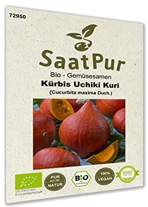 Bio Gemüse Samen Kürbis Uchiki Kuri beliebter Speisekürbis Hokkaido-Kürbis für ca. 10 Pfl.