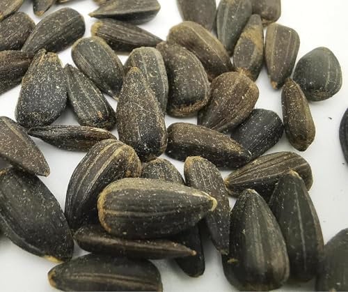 Warnicks Tierfutterservice Sonnenblumenkerne schwarz 5-20 Liter HK Deutschland Vogelfutter Wildvogelfutter (20Liter)