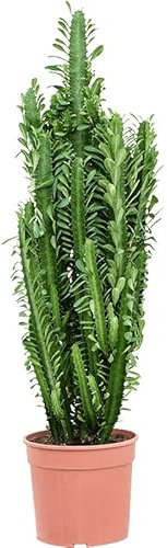 Tall Tropical Forest Cactus Plant - Euphorbia acruensis trigona HousePlant in a 17cm Pot Approx 60cm Tall