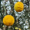 30 pcs bitterorange pflanze samen, gartenpflanzen, zimmerpflanzen echt bitterorange baum - Poncirus trifoliata - zwergobstbäume, zimmerpflanze winterharte kübelpflanzen, bonsai baum