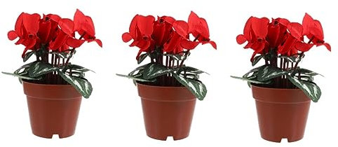 COLLBATH 3st Topfpflanze Blumenstrauß Aus Grünen Büschen Pflanzen Desktop-blumendekor Kunstblumen Für Künstliche Sukkulenten Mini-künstliche Pflanzen Mini- Blumen Sind Seide Rot