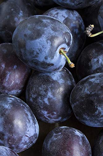 pianta di Prugna o Prugne albero di Prugna o Prugne varietà Regina d'Italia in vaso Età 2 anni pianta vera di Prugna o Prugne venduta da eGarden.store
