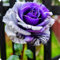 Rosenzwiebeln,Winterharte Staude, Kletterpflanzen,Duftende Blumen, Im Freien,Geeignet FüR TöPfe,Rosen,Rosen Pflanzen Winterhart-1zwiebeln-D
