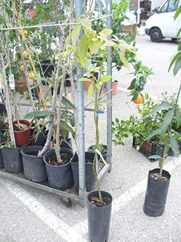 Avocado-Baum, Avocadopflanze ca. 110-140 cm, veredelt,
