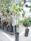 Avocado-Baum, Avocadopflanze ca. 110-140 cm, veredelt,