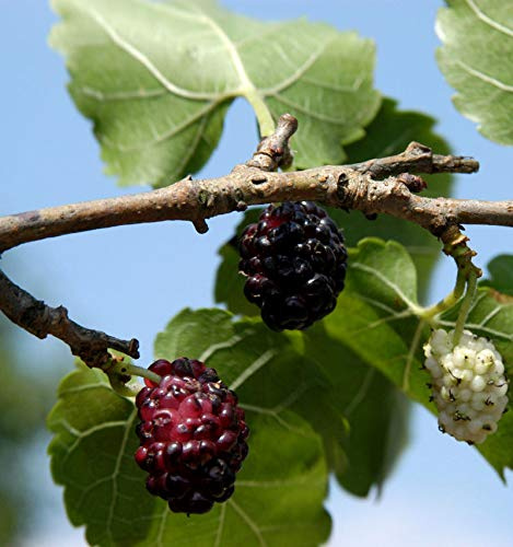 Schwarzer Maulbeerbaum 100-125cm - Morus nigra - lebende Gartenpflanze aus den Baumschulen