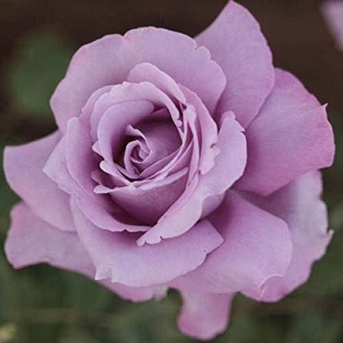 1 PIANTA DI ROSA CHARLES DE GAULLE IN VASO 19CM PROFUMATa
