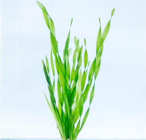 Lincolnshire Pond Plants Ltd Twisted VALLIS - Live Aquarium Plant - Corkscrew vallis - vallisneria tortifolia - Loose (5)
