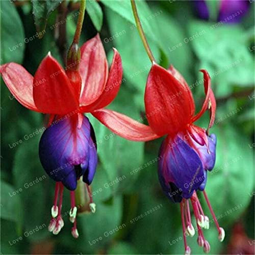 10: Purple Double Pétales Fuchsia Graines En Pot Graines Plantes En Pot Suspendues Fleurs Fuchsia 100 Pcs/Sac