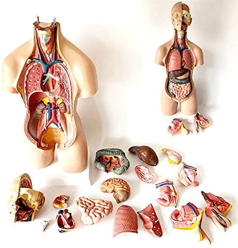 UIGJIOG 28/45/55cm Torso Anatomy Model 15-19 Removable Human Body Model with Organs Organ Model Anatomical Model Medical Model with Heart Head Skull Brain,Flesh55cm